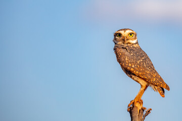 Funny Burrowing owl Athene cunicularia