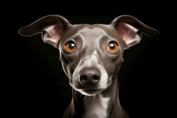 Studio portrait of a dog breed Italian Greyhound. AI generated, human enhanced