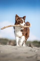 Cane che gioca con stecco