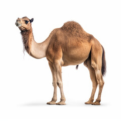 camel isolated on white