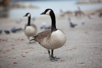 Fauna Birds Shorebirds Canada Goose Canadian Icon Swimming Malden Park Pond