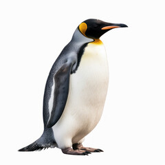 penguin isolated on white background