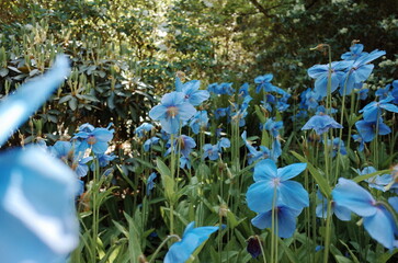 Himalayan blue poppy at Dawyck Botanic Garden