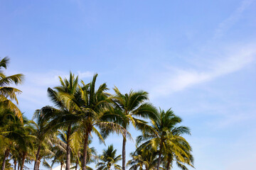 Obraz na płótnie Canvas Coconut palm trees with blue sky