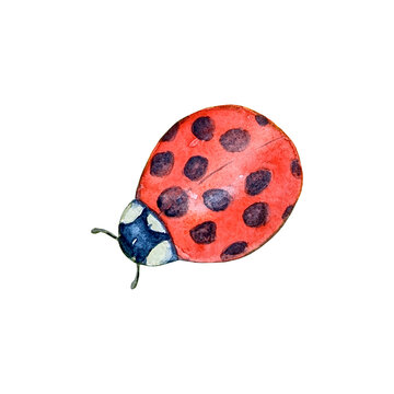 Watercolor botanical summer illustration with colorful ladybug
