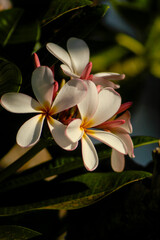Plumeria flowers in a cluster growing on a plumeria tree in Hawaii. 