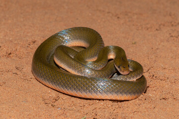 Common Brown Water Snake (Lycodonomorphus rufulus)