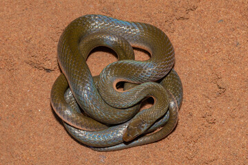 Common Brown Water Snake (Lycodonomorphus rufulus)