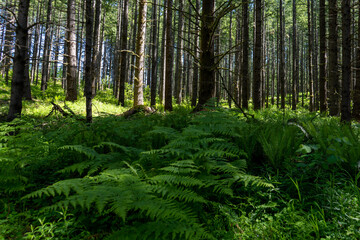 Forest With Ferns The Spring
