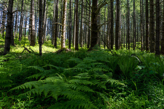 forest with ferns in the spring time © Klay
