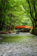 静岡　小國神社　古代の森　赤い橋