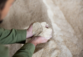 Closeup of corn flour for feeding livestock animals in hands of man farmworker at small agricultural enterprise