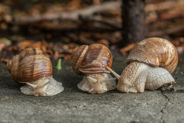 snails
