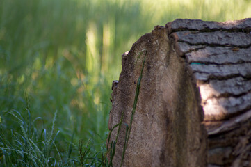 old wooden stump log timber  in the forest 