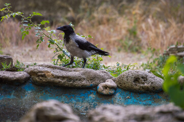 black crow on the stone near the pond in the park