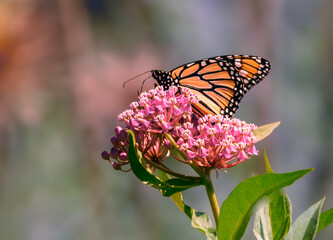 Fototapeta premium Close-up of a Monarch Butterfly sitting on a pink milkweed flower