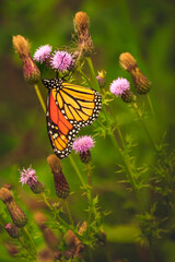 Monarch Butterfly on a thistle flower