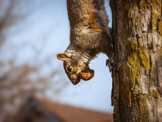 Eastern Gray Squirrel   hanging on a tree with a nut in the mouth