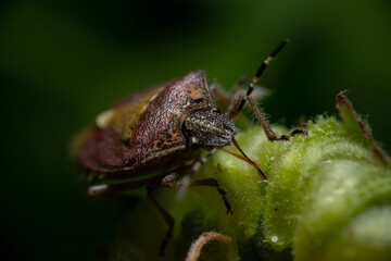 Macro photography of stink bug