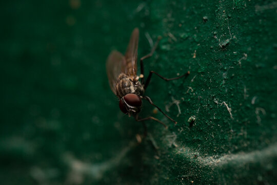 Macro photo of fly eyes