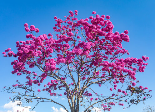 The most beautiful trees in flower: Pink Trumpet Tree (Tabebuia impetiginosa or Handroanthus impetiginosus).