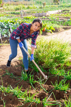 Skilled Columbian woman amateur gardener working with hoe in vegetable bed, hoeing soil in onion rows