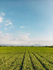 Fototapeta na wymiar Aurial view of exotic bright, grassy agricultural rice field with a blue sky and white clouds