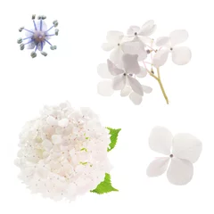 Rolgordijnen hydrangea flowers isolated on a white background © pulia