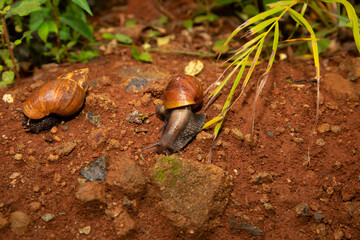 huge snail Achatina in its natural environment on brown sand, in Tanzania Africa.Close-up macro