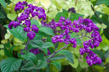 bright purple flowers on the heliotrope plant