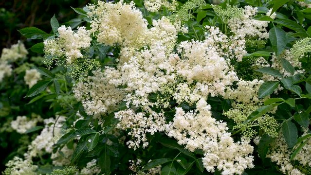 Blooming Elderberry in spring. Closeup of European elder flowers on the bush in forest. Sambucus nigra.