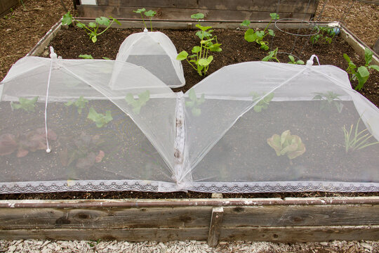 protective netting over the seedlings in the vegetable garden