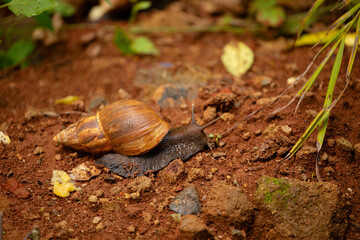 huge snail Achatina in its natural environment on brown sand, in Tanzania Africa.Close-up macro