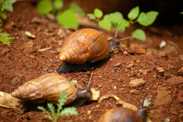 huge snail Achatina in its natural environment on brown sand, in Tanzania Africa.Close-up macro