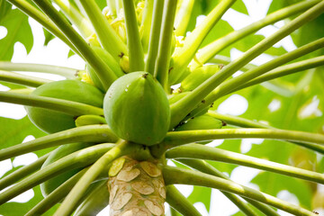 Obraz premium Nature fresh yellow papaya on tree with many fruits.