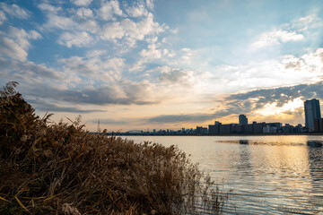 View of riverside with a blue sky, some plants and Umeda city in the background (Umeda, Osaka, Japan) (20230607-003)
