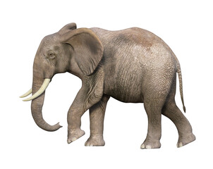 Fototapeta na wymiar elephant isolated on transparent 3D