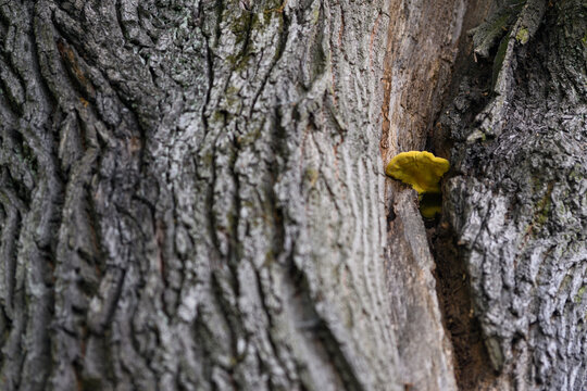 Yellow wood rot fungus on an oak trunk.