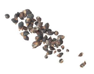Seashell fall splashing in air. sea shell explosion flying, abstract cloud fly. Many Small black Seashell scatter in many group. White background isolated high speed shutter freeze motion