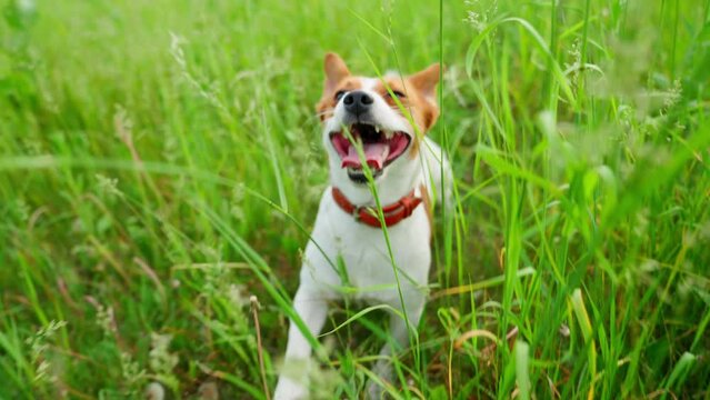 Jack Russel Dog Run In Green Grass On Sunset In Forest