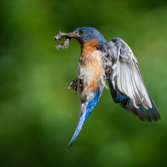 Eastern Bluebird