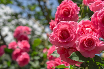 roses blooming in the garden. ガーデンに咲くバラ
