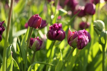 Beautiful colorful tulips growing in flower bed, closeup