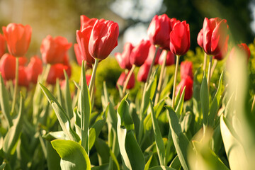 Beautiful red tulips growing outdoors on sunny day