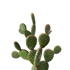Beautiful big green cactus on white background