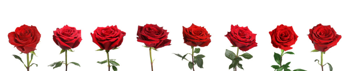 Naklejka premium Set of beautiful red roses on white background