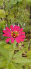 Zinia graceful or better known by the scientific name Zinnie elegans is one of the most famous annual flowering plants of the genus Zinia.