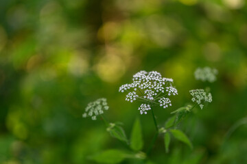 Goat's foot yarrow plant flowering.
