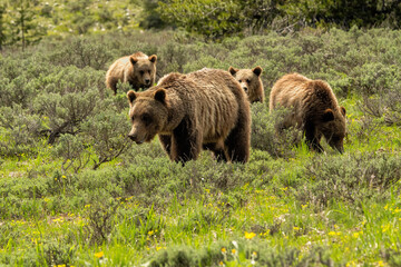 Obraz na płótnie Canvas Grizzly #610 & her 3 cubs; Grand Teton NP; Wyoming
