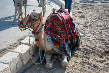 A camel sitting on the sand in the area of the ancient Pharaonic pyramids in the Giza region in...